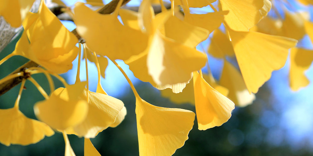 Dees Nursery - Trees and Evergreens for Backyard Privacy-Autumn Gold Maidenhair Tree