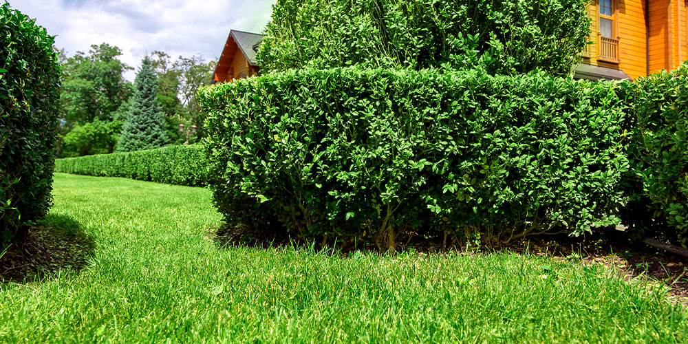 Dees Nursery - Trees and Evergreens for Backyard Privacy-boxwood shrub privacy