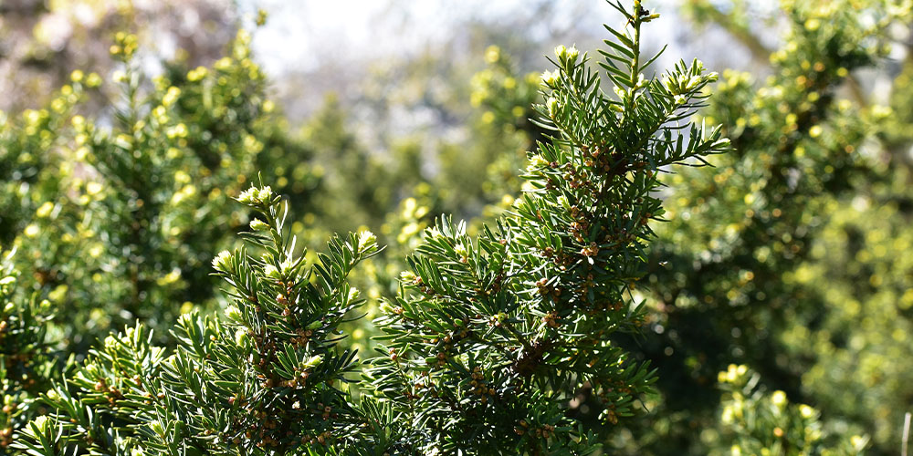 Dees Nursery - Trees and Evergreens for Backyard Privacy-canadian hemlock
