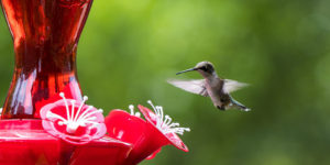 Dees Nursery -Check out Dee's Nuts and Feed the Birds -hummingbird feeder