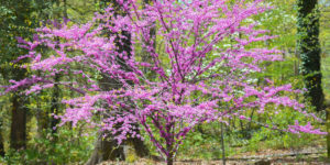 Dees Nursery -Gorgeous Ornamental Trees for Oceanside-eastern redbud tree