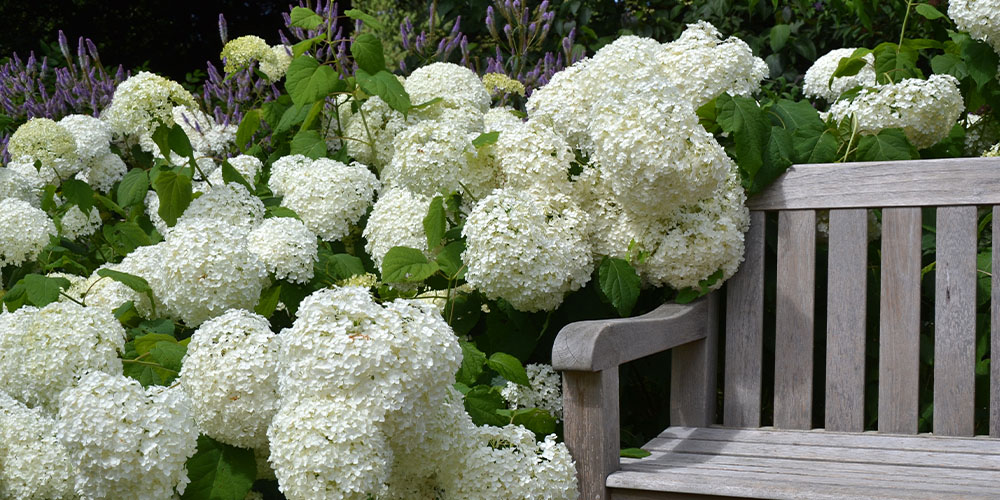 Dees Nursery -How to Care for Hydrangeas -garden bench beside hydrangea blooms