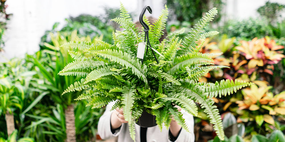 Dees Nursery-Long Island New York-How to Care for Indoor Ferns -boston fern