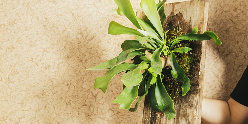 Dees Nursery-Long Island New York-How to Care for Indoor Ferns -mounted staghorn fern