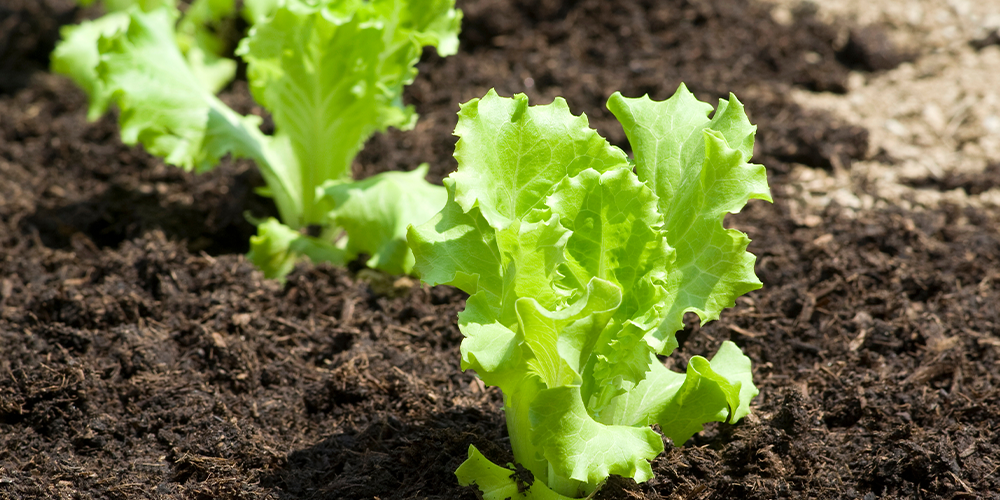 Dees Nursery Oceanside Long Island - plant these vegetables now for a fall harvest-lettuce seedling in soil