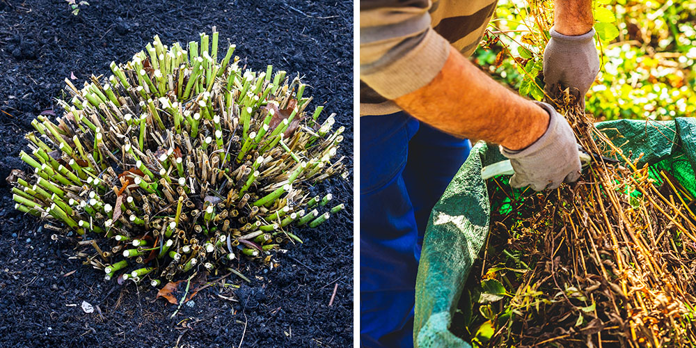 Dees Nursery-Long Island-Fall Yard and Garden Clean Up Checklist-cutting back perennials for the winter