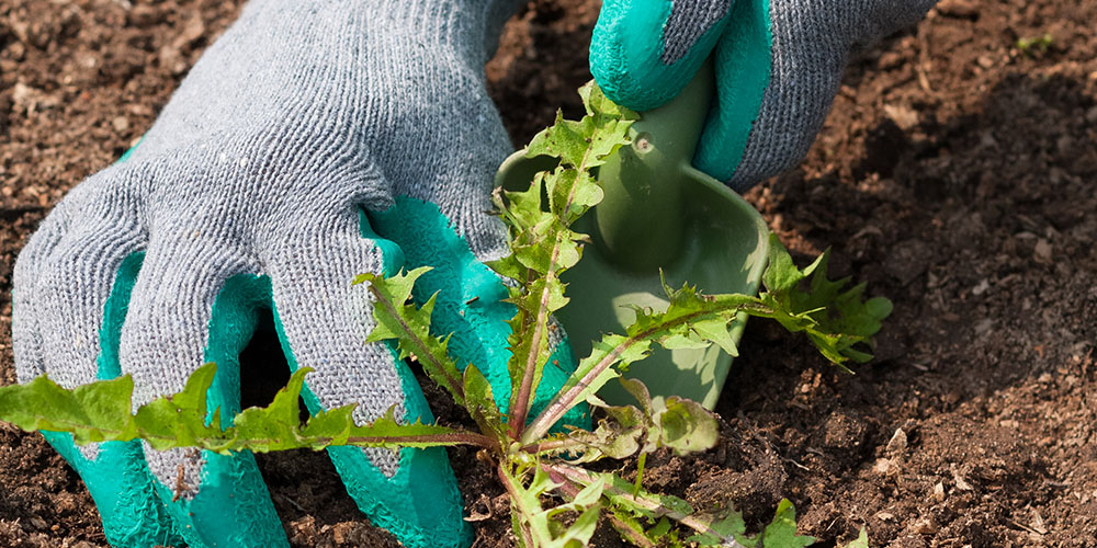 Dees Nursery-Long Island-Fall Yard and Garden Clean Up Checklist-pulling weeds from the garden