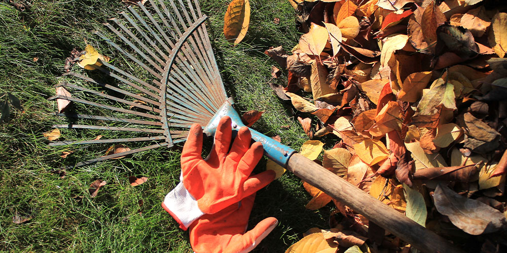 Dees Nursery-Long Island-Fall Yard and Garden Clean Up Checklist-raking fall leaves