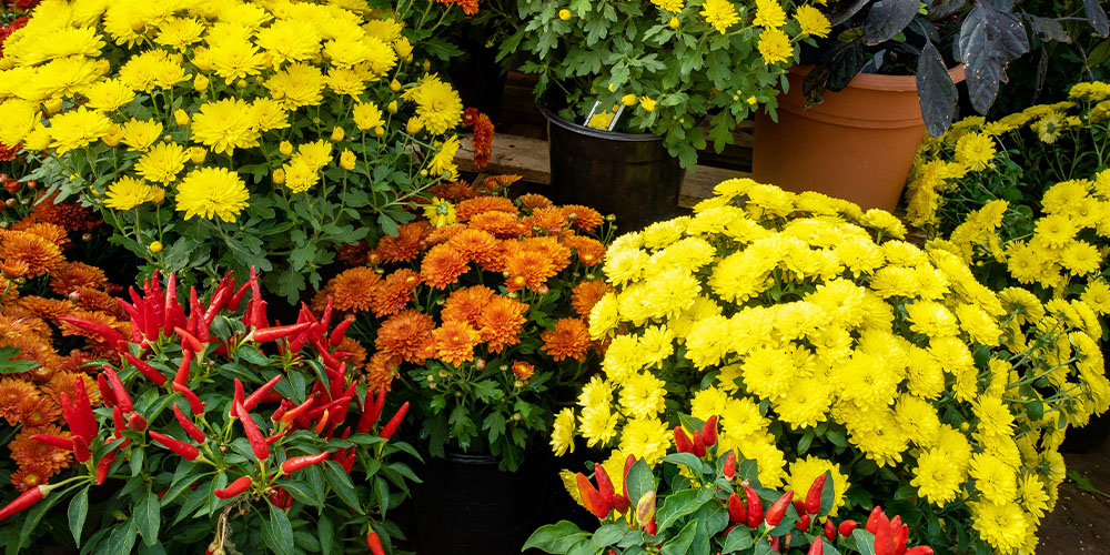 Dees Nursery-Long Island New York-Mums The Word-chrysanthemums and ornamental peppers