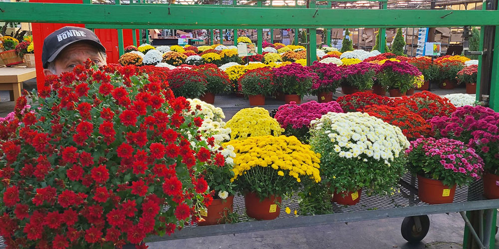 Dees Nursery-Long Island New York-Mums The Word-man hiding behind chrysanthemum flowers