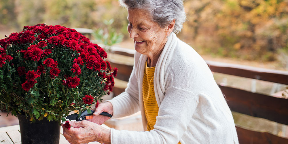 Dees Nursery-Long Island New York-Mums The Word-woman pruning chrysanthemum