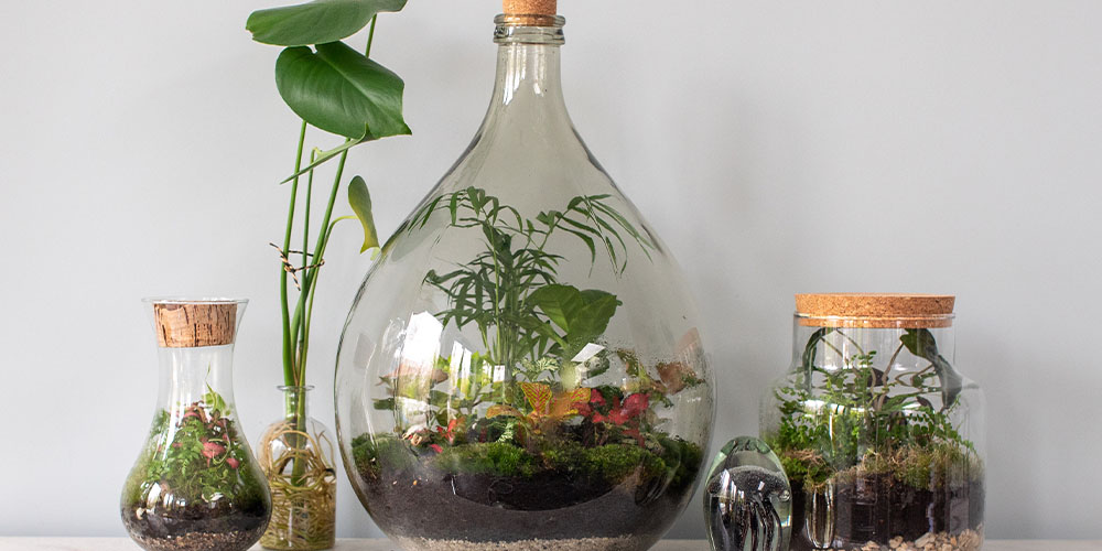 Scratch the Gardening Itch with Terrariums Dees' Nursery