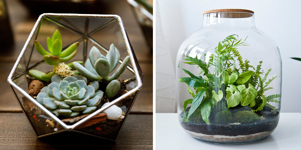 Dees Nursery-Long Island-How to Build a Terrarium-open and closed terrariums