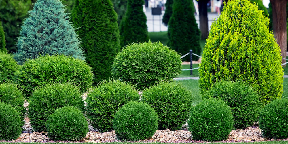Dees Nursery-Oceanside-evergreen tree protection-healthy evergreen shrubs