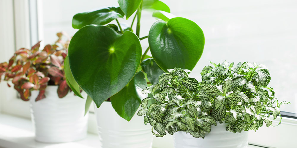 Dees Nursery-Long Island-Snowbird Plants that Need a Winter Vacation Indoors-healthy houseplants