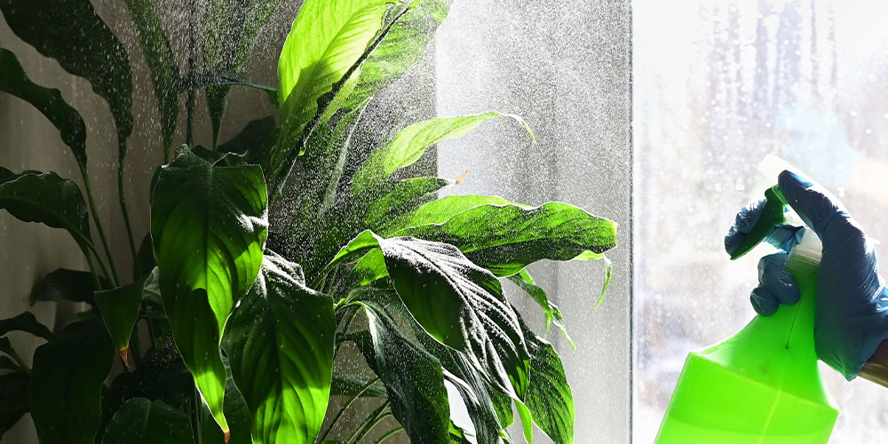 Dees Nursery-Long Island-Snowbird Plants that Need a Winter Vacation Indoors-insecticide houseplant