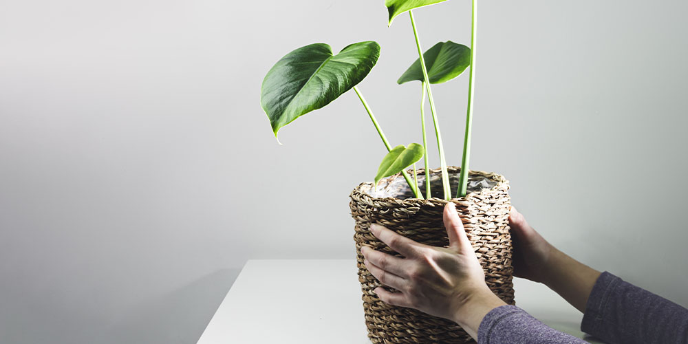 Dees Nursery-Long Island-Snowbird Plants that Need a Winter Vacation Indoors-isolation of houseplant