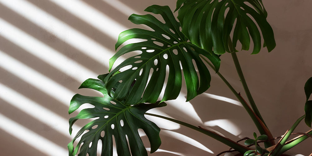 Dees Nursery-Long Island-Snowbird Plants that Need a Winter Vacation Indoors-monstera plant