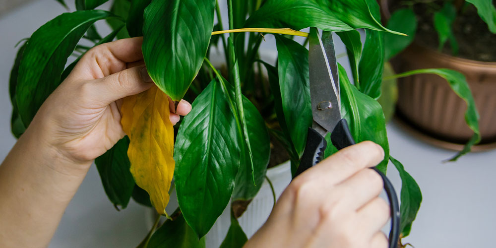 Dees Nursery-Long Island-Snowbird Plants that Need a Winter Vacation Indoors-trim yellow leaves off