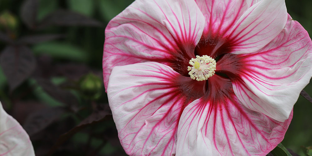 Dees Nursery-Long Island-whats the hype about hibiscus-perennial hibiscus
