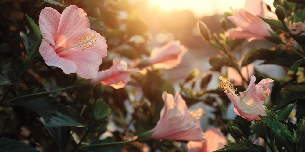 What’s All the Hype About Hibiscus? Dees' Nursery, Long Island