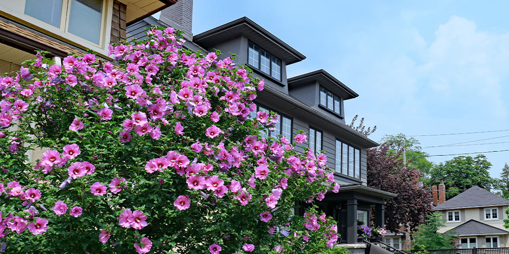 Dees Nursery-Long Island-whats the hype about hibiscus-shrub hibiscus
