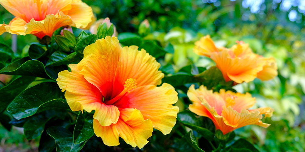Dees Nursery-Long Island-whats the hype about hibiscus-tropical hibiscus