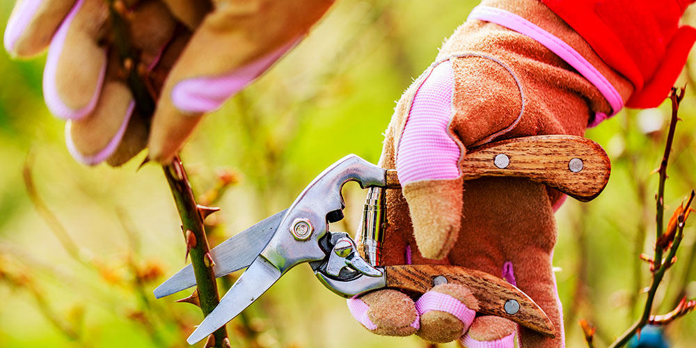 Dees Nursery-Oceanside-Fall Pruning Guide-pruning a rose bush