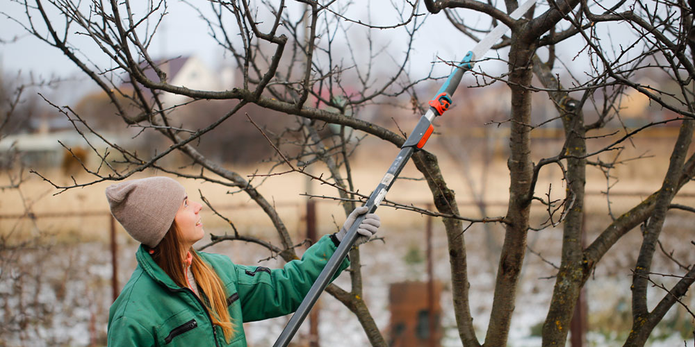 Dees Nursery-Oceanside-Fall Pruning Guide-pruning apple tree