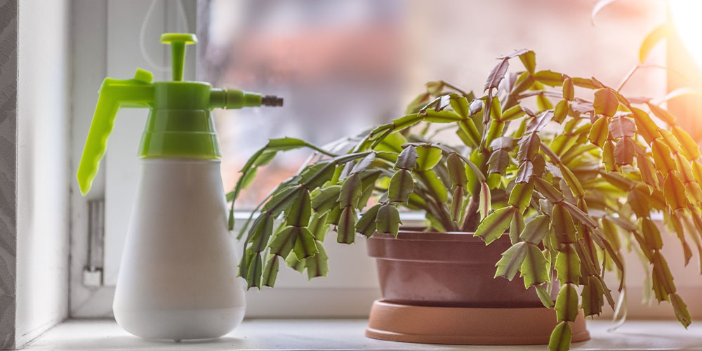 Dees Nursery-Oceanside-How to Care for Christmas Cactus-christmas cactus by window