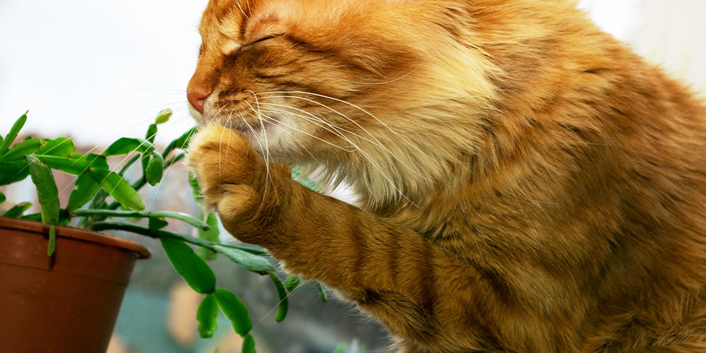 Dees Nursery-Oceanside-How to Care for Christmas Cactus-pet safe christmas cactus