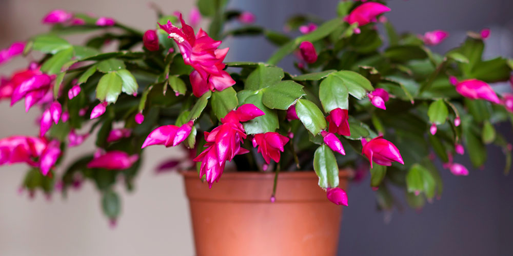 Dees Nursery-Oceanside-How to Care for Christmas Cactus-pink blooming christmas cactus