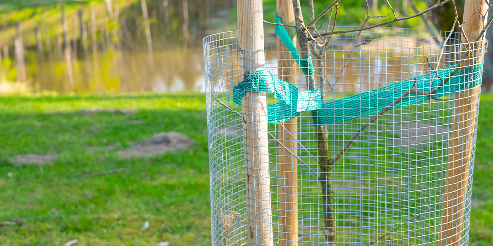 Dees Nursery-Oceanside-Protecting Young Trees--stabilizing a tree