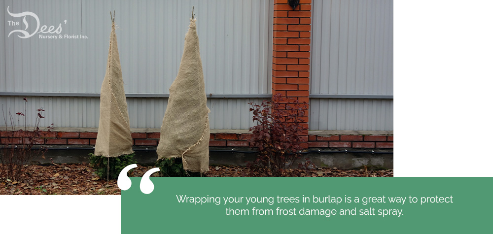 -Wrapping your young trees in burlap is a great way to protect them from frost damage and salt spray