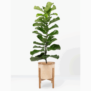 fiddle leaf fig