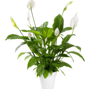 peace lily