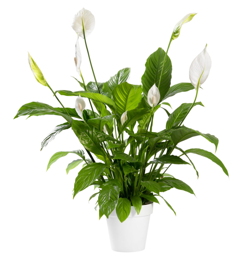 Potted Spathiphyllum plant with white flowers peace lily