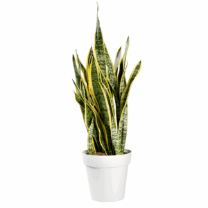 snake plant