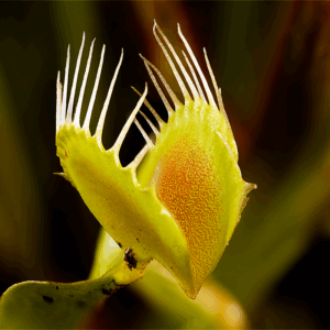 venus-fly-trap