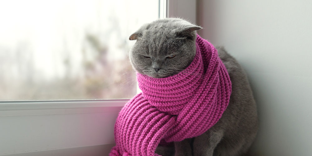 Dees Nursery-Oceanside-cold cat