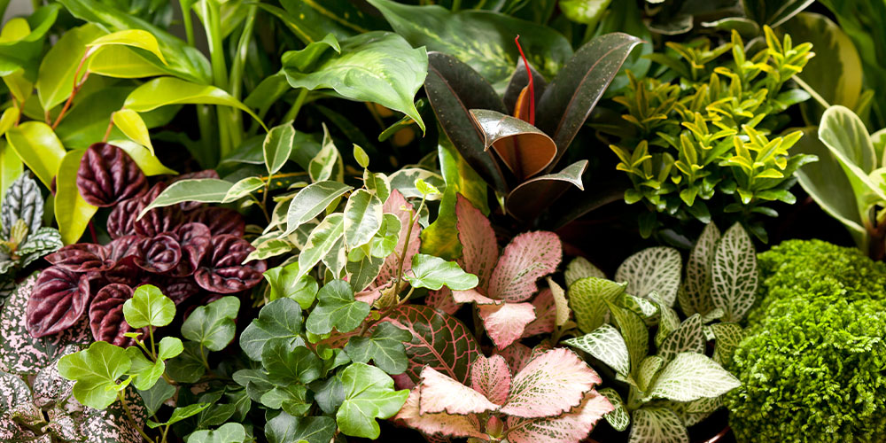 Dees Nursery-Oceanside-houseplant foliage