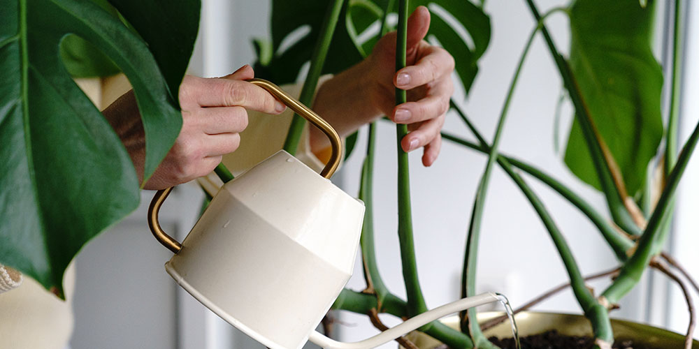 Dees Nursery-Oceanside-watering houseplant