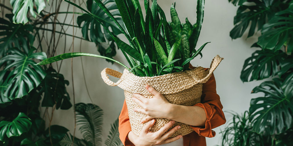 Dees Nursery-Oceanside-snake plant