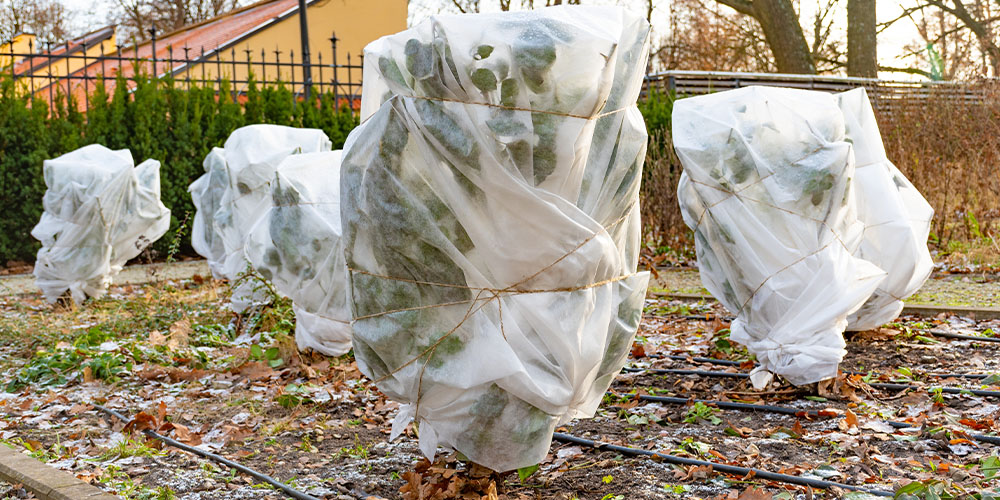 Dees Nursery-Oceanside-Managing Snow to Keep You and Your Landscape Safe-covered plants