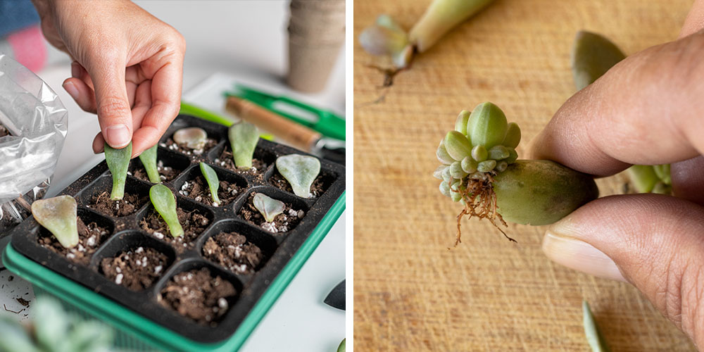 Dees Nursery-Oceanside-Propagating Houseplants-propagating succulents