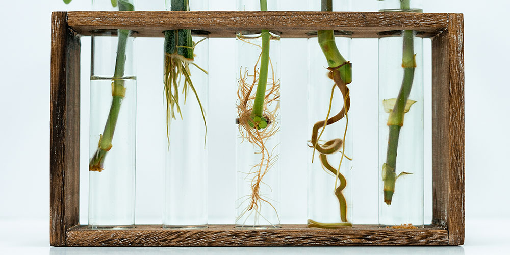 Dees Nursery-Oceanside-Propagating Houseplants-water propagation