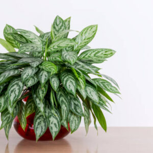 Chinese Evergreen (Aglaonema)