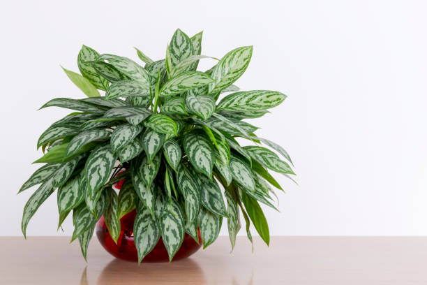 Chinese evergreen 1