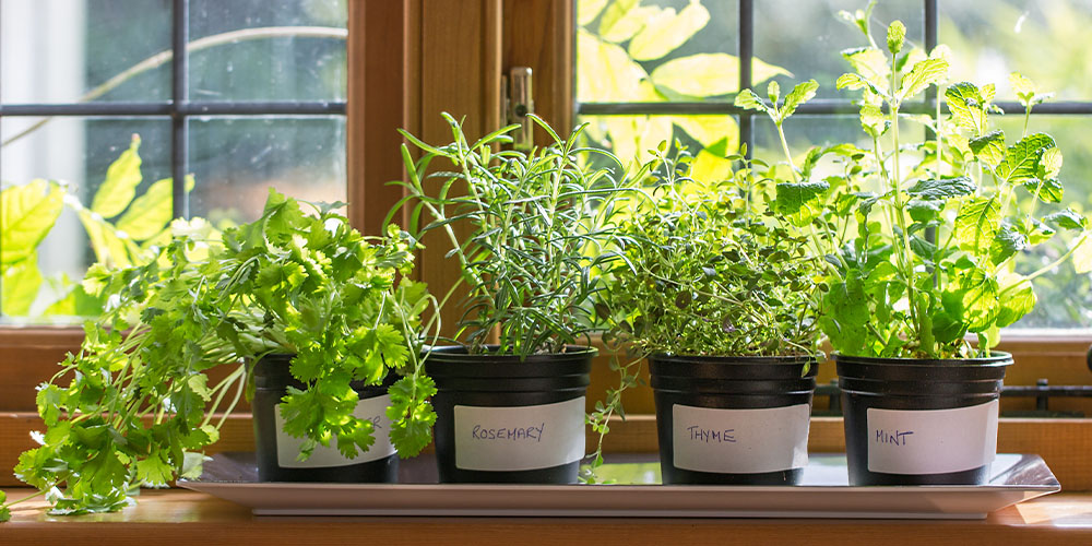 Dees Nursery-Oceanside-Defy Nature-Grow Herbs Indoors-herbs growing on windowsill