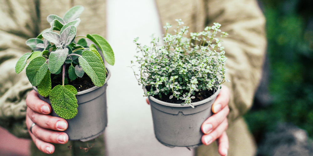 Dees Nursery-Oceanside-Defy Nature-Grow Herbs Indoors-sage and thyme
